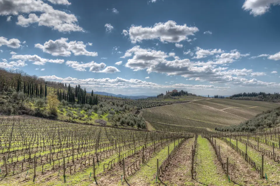 Rows of vines in the Chianti hills near Gaiole