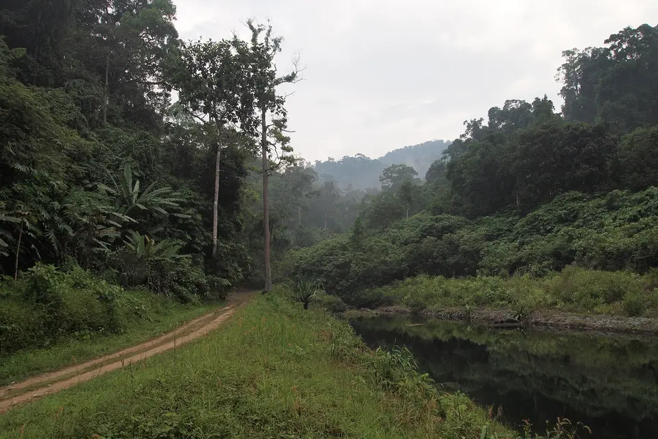 A dirt track beside a pond and rainforest in Khao Lak–Lam Ru National Park