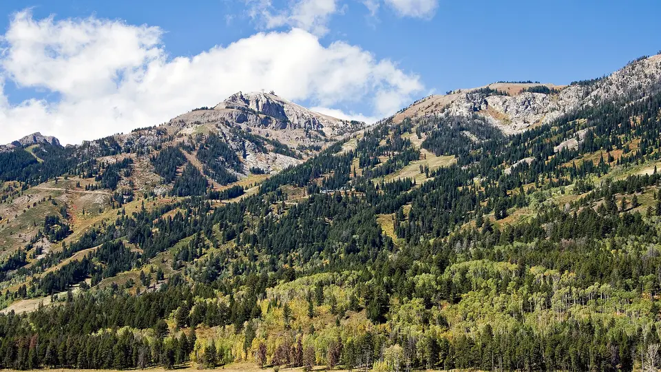 Forested ski runs on Rendezvous Mountain, the peak above Teton Village, in early autumn