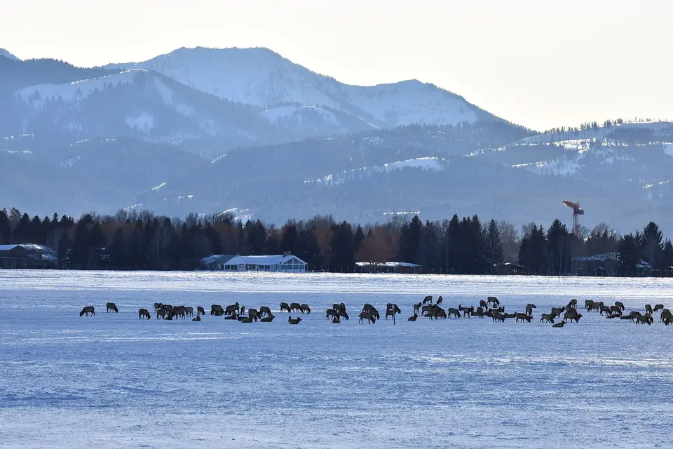 A herd of elk crossing the snow-covered National Elk Refuge near Jackson in winter