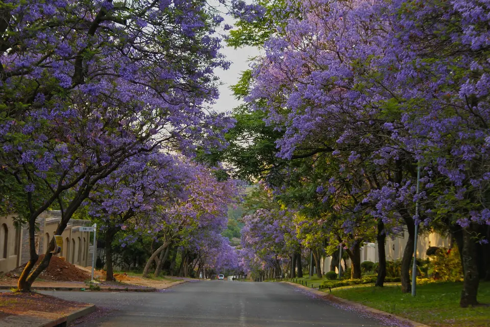 Jacaranda trees in purple bloom arching over a quiet residential street in Bryanston