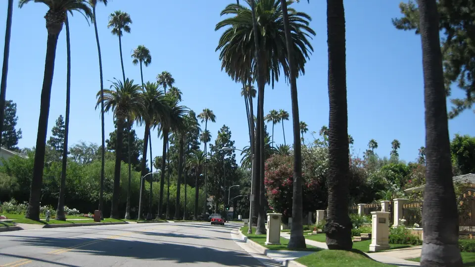 Tall palm trees lining a quiet residential street in Beverly Hills on a sunny day