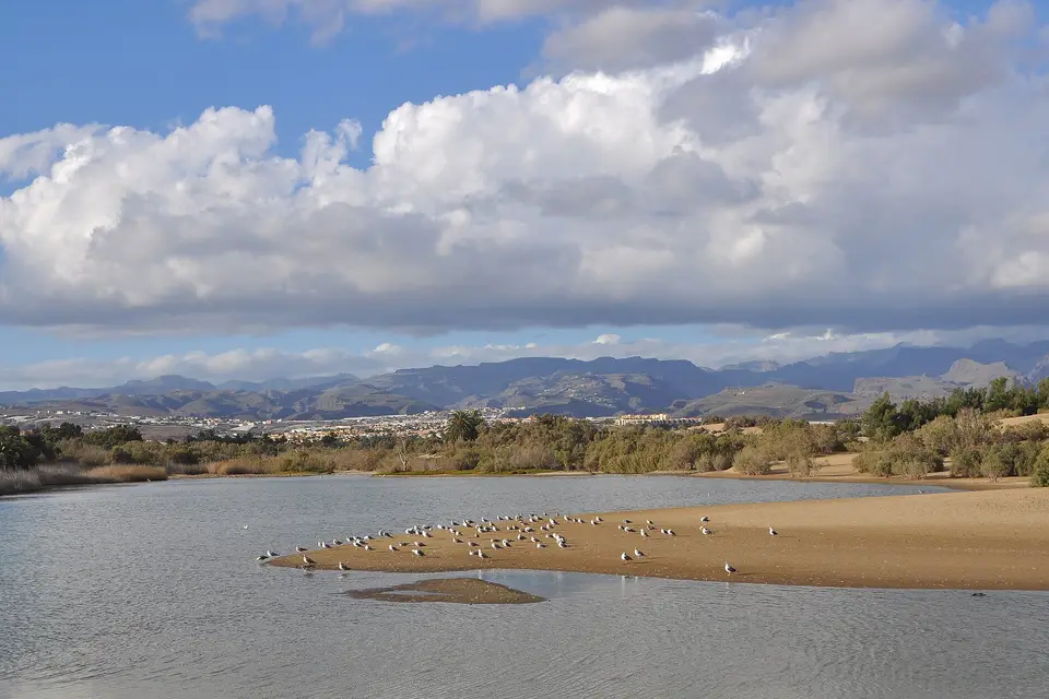 Gulls on a sandbank in the Charca de Maspalomas lagoon with mountains behind
