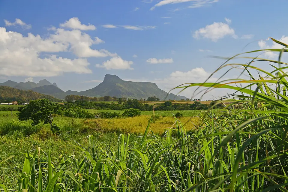 Lion Mountain rising beyond green sugar cane fields in south-east Mauritius