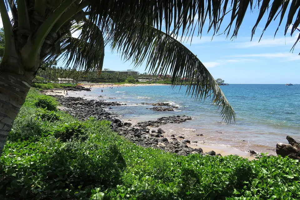 A coconut palm framing black lava rocks and a sandy cove on the Wailea coastal walk