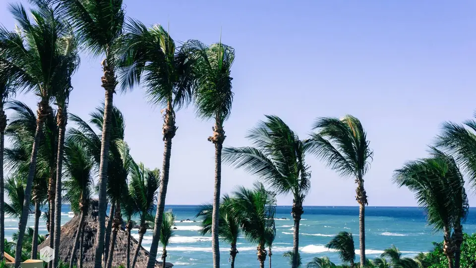 Windswept palm trees above the surf on a beach at Punta Mita, Nayarit