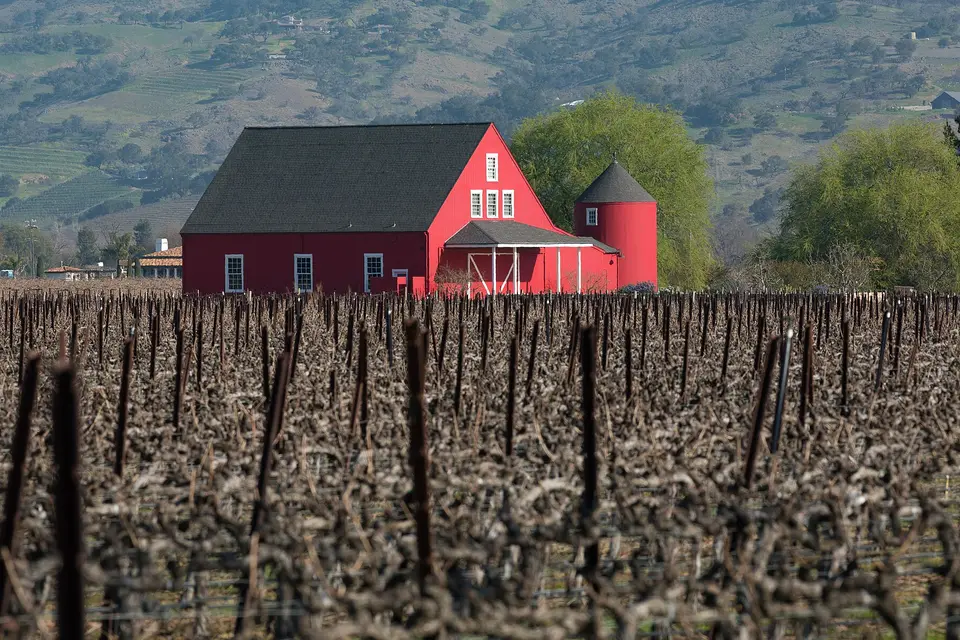 A red barn among bare winter vines on Oak Knoll Avenue in Napa Valley