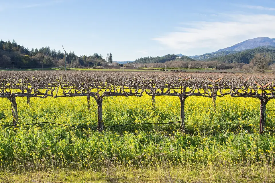 Yellow mustard flowers blooming between vine rows at a vineyard near Calistoga