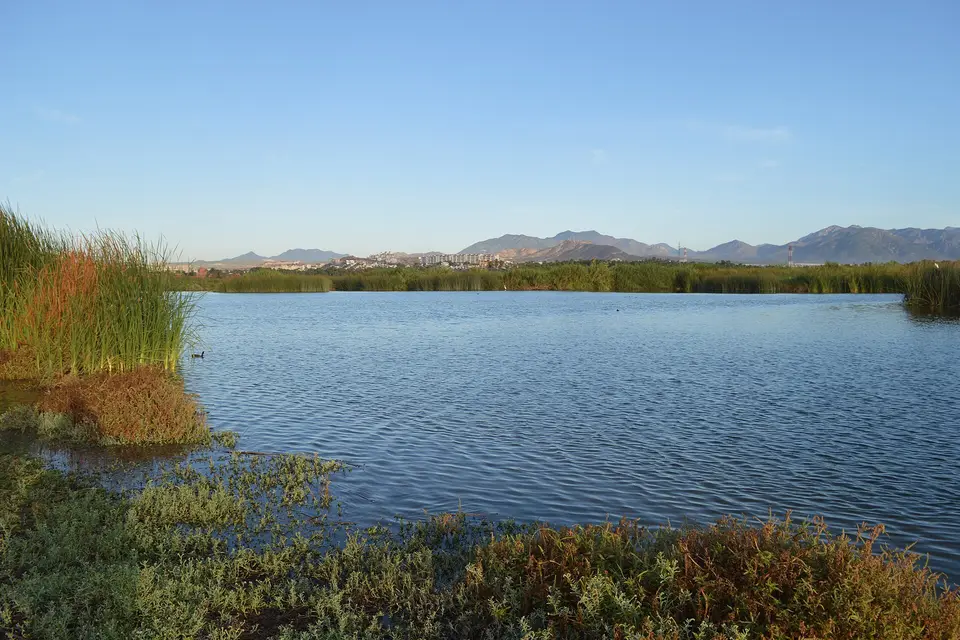 Reeds and calm water of the San José estuary with the Baja mountains on the horizon
