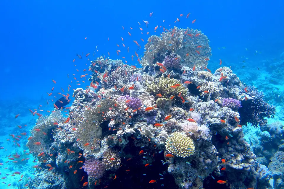 A coral head crowded with orange reef fish in the clear water off Sharm El Sheikh